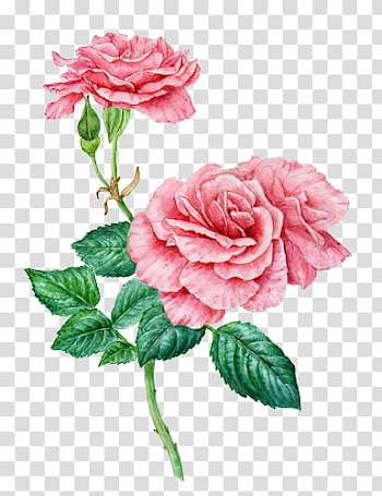 Pink rose flower transparent background PNG clipart