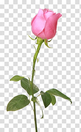 , pink rose flower transparent background PNG clipart