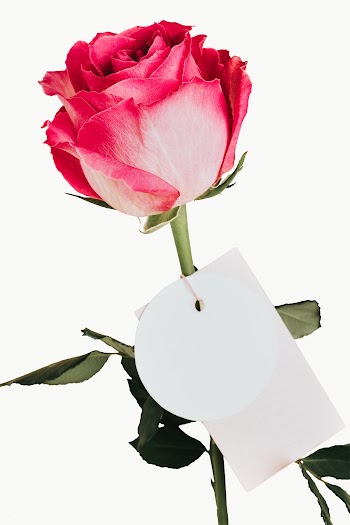 Pink rose flower with a tag transparent png | Free  transparent png - 2278283
