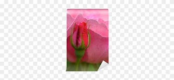 Pink Rose Flower With Bud In Summer - Hybrid Tea Rose
