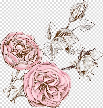 Pink rose flowers illustration, Floral design Drawing Watercolor painting, Fresh watercolor painted floral decoration transparent background PNG clipart