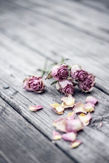 pink rose flowers on gray wooden floor
