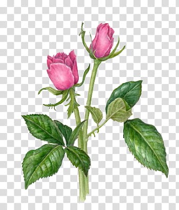 Pink rose flowers transparent background PNG clipart