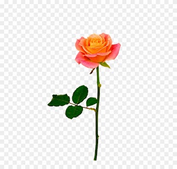Pink Rose, Free Download Freda Carr - Rose Rose Orangé