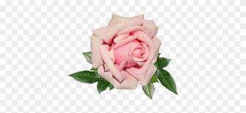 Pink, Rose, Garden - Pink Rose