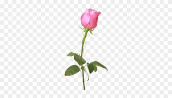 Pink Rose - Garden Roses