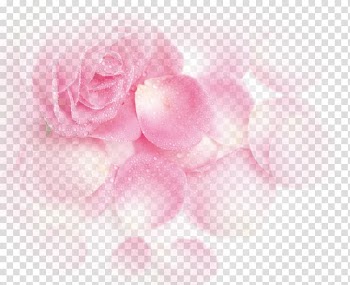 Pink rose, Garden roses Beach rose Pink Petal, Pink Dream Rose Flower Petals transparent background PNG clipart