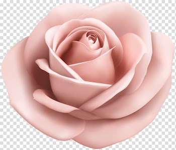 Pink rose , Garden roses Pink , Rose Soft Peach transparent background PNG clipart