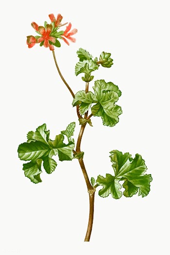 Pink rose geranium | Free stock vector - 569439