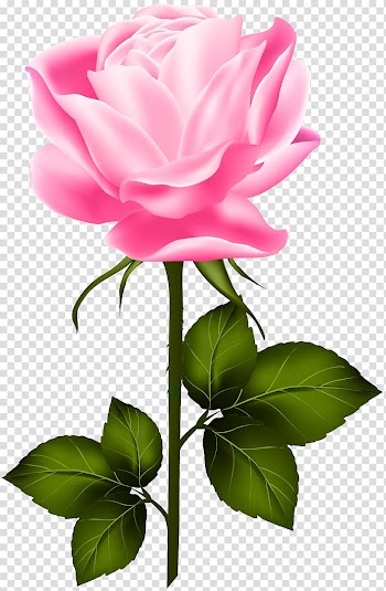 Pink rose illustration, Garden roses Centifolia roses , Pink Rose with Stem transparent background PNG clipart