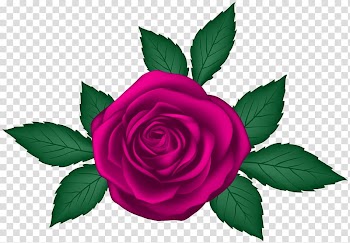Pink rose illustration, Garden roses Centifolia roses , Rose transparent background PNG clipart