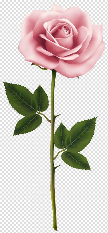 Pink rose illustration, Rose Pink Flower , Pink Rose transparent background PNG clipart