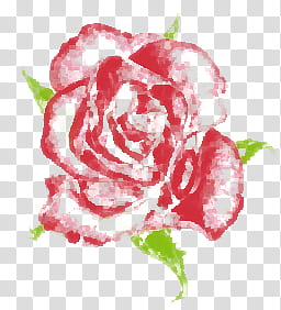 Pink rose illustration transparent background PNG clipart
