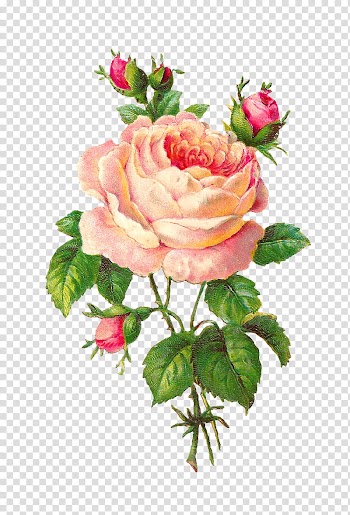 , pink rose illustration transparent background PNG clipart