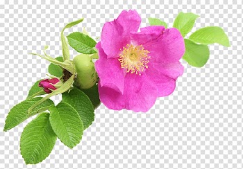 Pink rose in bloom, Cabbage rose Sweet-Brier Garden roses Dog-rose French rose, oil transparent background PNG clipart