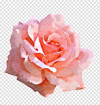 Pink rose in bloom painting, Light Rose Pink , watercolor rose transparent background PNG clipart