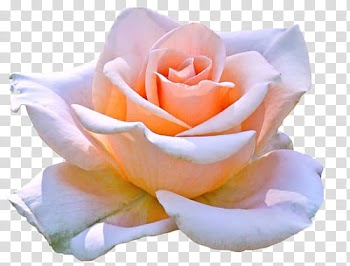 Pink rose in bloom transparent background PNG clipart