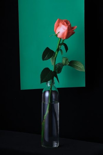 pink rose in clear glass vase