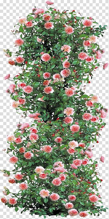 , pink rose lot transparent background PNG clipart