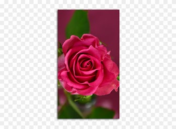 Pink Rose Mobile Wallpaper - Hd Pink Rose Wallpaper Mobile