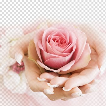 Pink rose, Oak Creek Nail art Day spa, Satisfy Rose transparent background PNG clipart