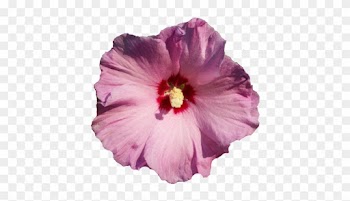 Pink Rose Of Sharon Flower Clipart - Rose Of Sharon Flower