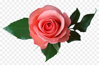 Pink Rose On A Transparent Background - Transparent Background Rose Transparent