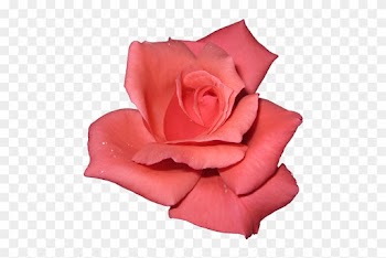 Pink Rose On Transparent Background