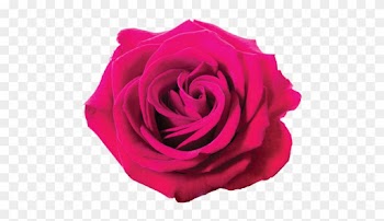 Pink Rose On White Background - Rose Png Violet