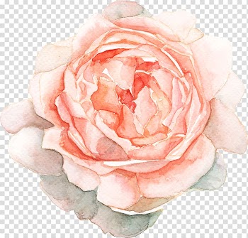Pink rose painting, Easter Bunny Young Hare Watercolour Flowers Bunny Dreams Watercolor painting, Open flowers transparent background PNG clipart