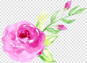 Pink rose painting, Floral design Beach rose Pink Watercolor painting, Hand-painted watercolor roses decorative elements transparent background PNG clipart