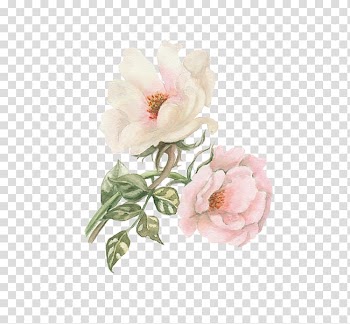 Pink rose painting, Watercolor: Flowers Watercolour Flowers Garden roses Watercolor painting, Peony transparent background PNG clipart