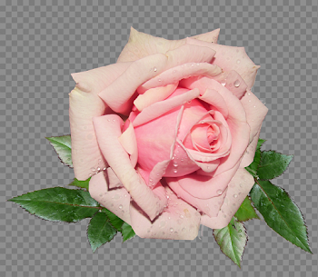 Pink Rose PNG Background Image