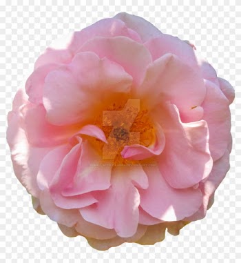 Pink Rose Png By Bunny With Camera - Clip Art
