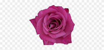 Pink Rose Png By Vixen1978 - Rose