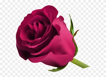 Pink Rose Png Clip Art - Blue Rose Png