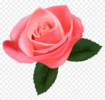 Pink Rose Png Clipart - Pink Rose Png