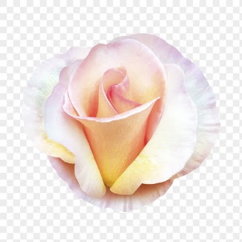 Pink rose png, flower collage | Free PNG - rawpixel