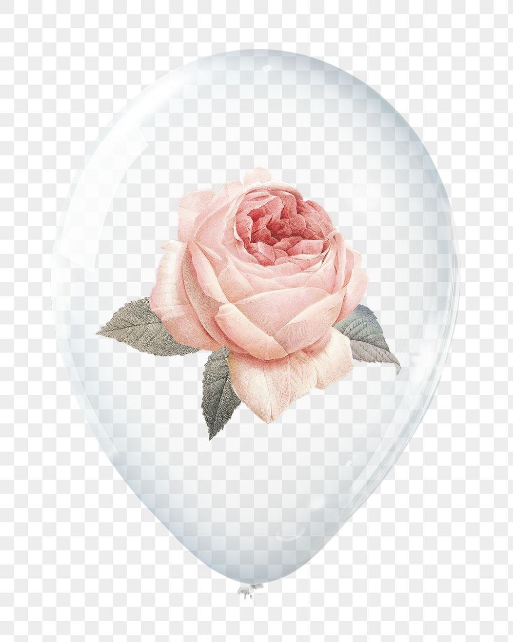 Pink rose png, flower in clear | Free PNG - rawpixel