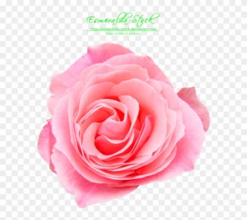 Pink Rose Png Free Download - Pink Rose Flower Png