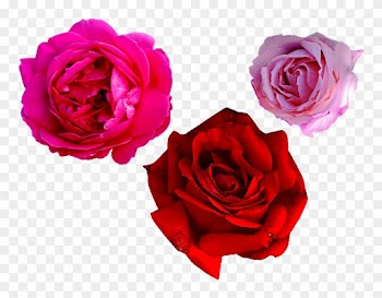 Pink Rose Png Free - Rose Flower Png Real