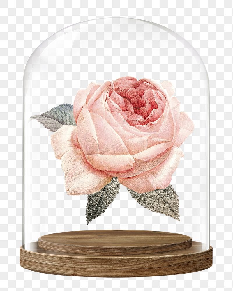 Pink rose png glass dome | Free PNG - rawpixel