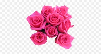 Pink Rose Png Pink Roses - Pink Roses