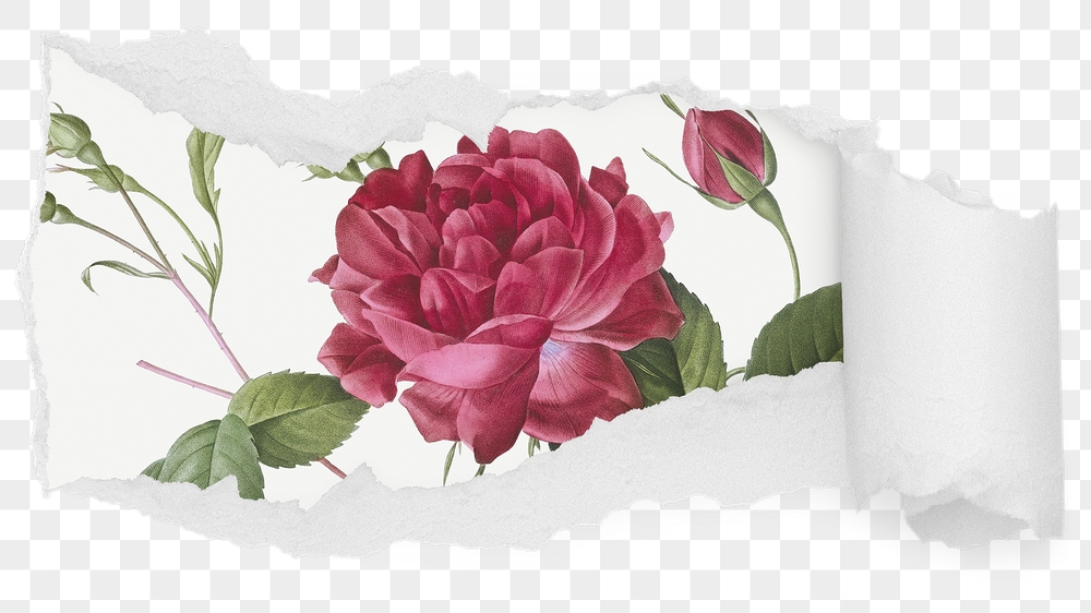 Pink rose png ripped paper | Free PNG - rawpixel