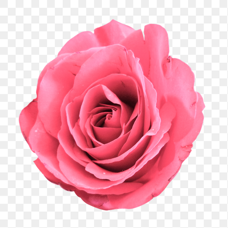Pink rose png sticker, transparent | Free PNG - rawpixel