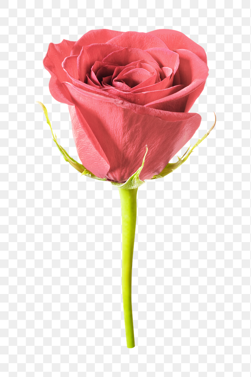 Pink rose png sticker, transparent | Free PNG - rawpixel