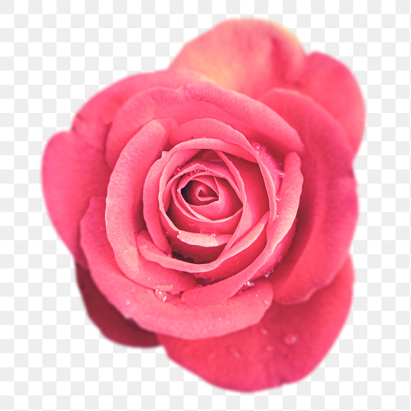 Pink rose png sticker, transparent | Free PNG - rawpixel
