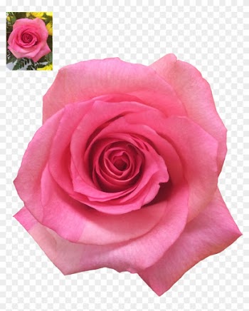 Pink Rose Png Stock By Dlr-designs - Rose
