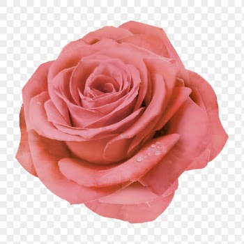 Pink rose png, wet flower | Free PNG - rawpixel