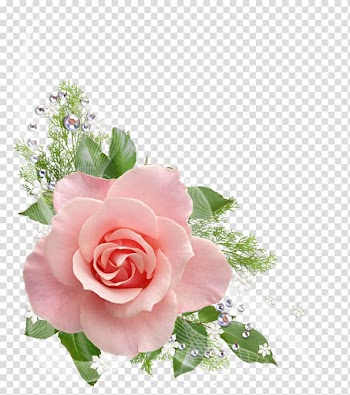 Pink rose, Rose Flower Pink , watercolor rose transparent background PNG clipart